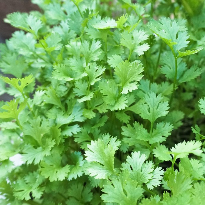 cilantro coriander plant