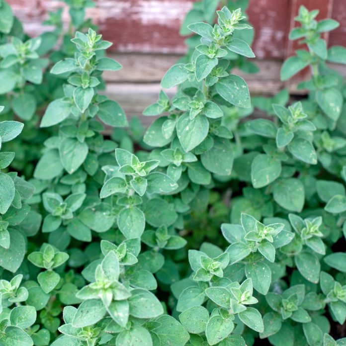 Growing oregano
