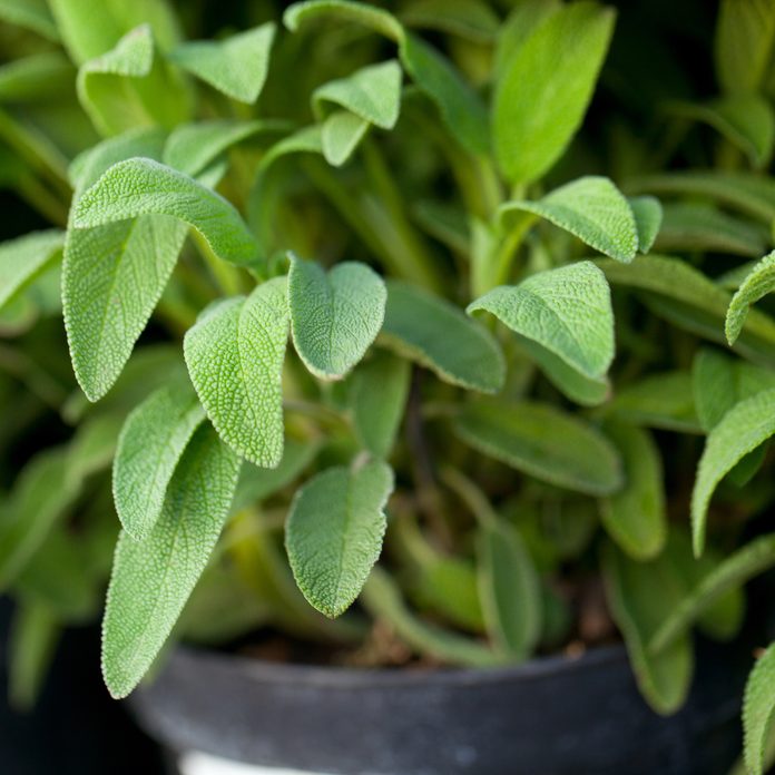 growing sage