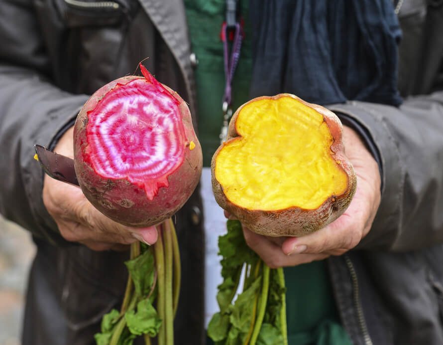 Hands of the gardener with pink and yellow beet