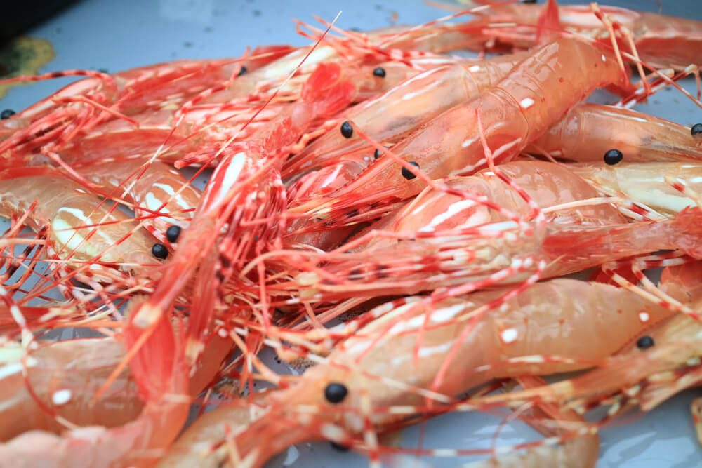 Fresh raw spot prawn selling at fish market at Newport Beach