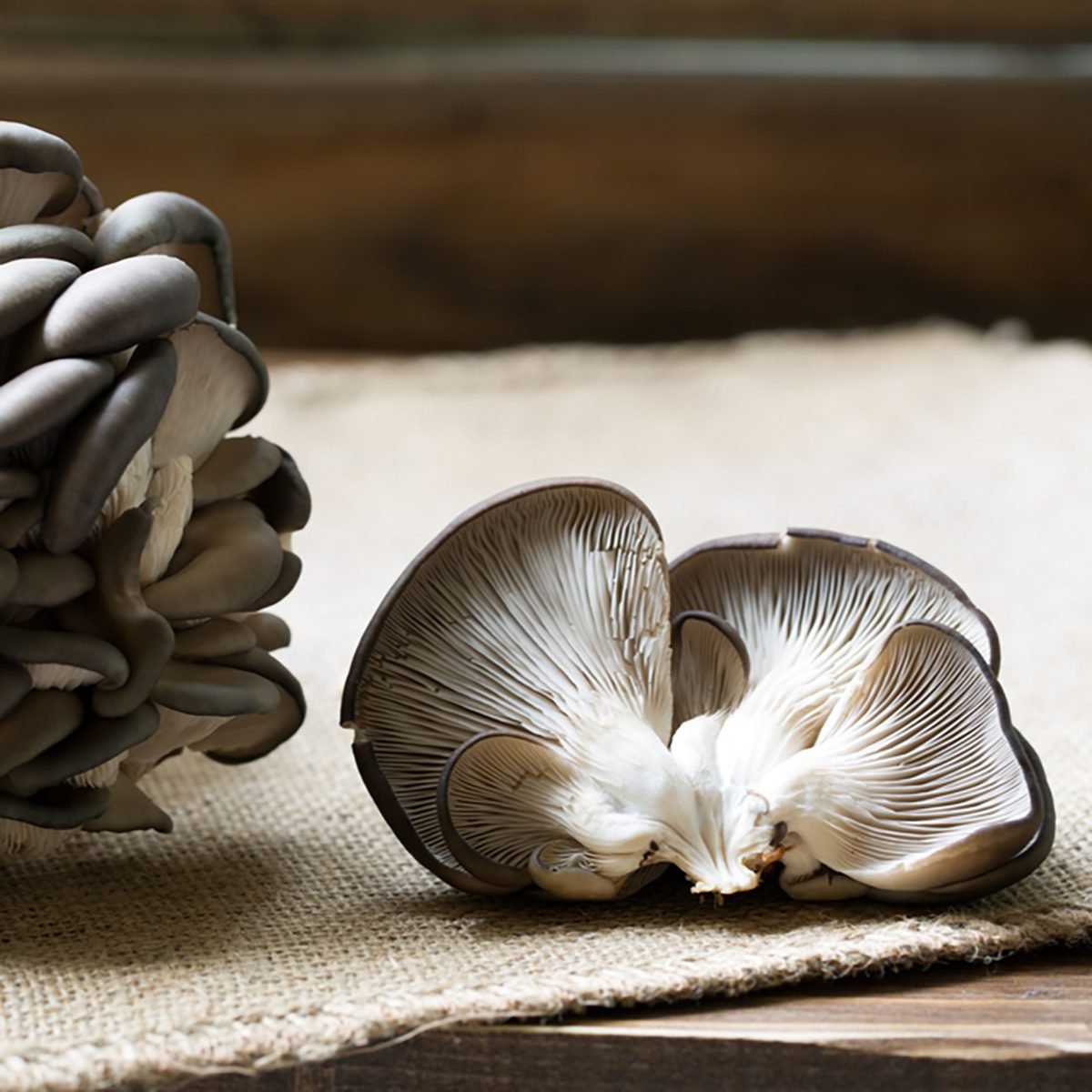 Oyster mushrooms