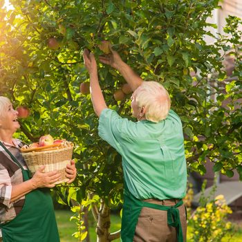 Woman and man picking apples.