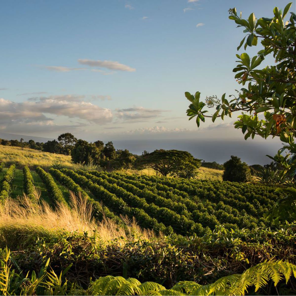 greenwell farm hawaii