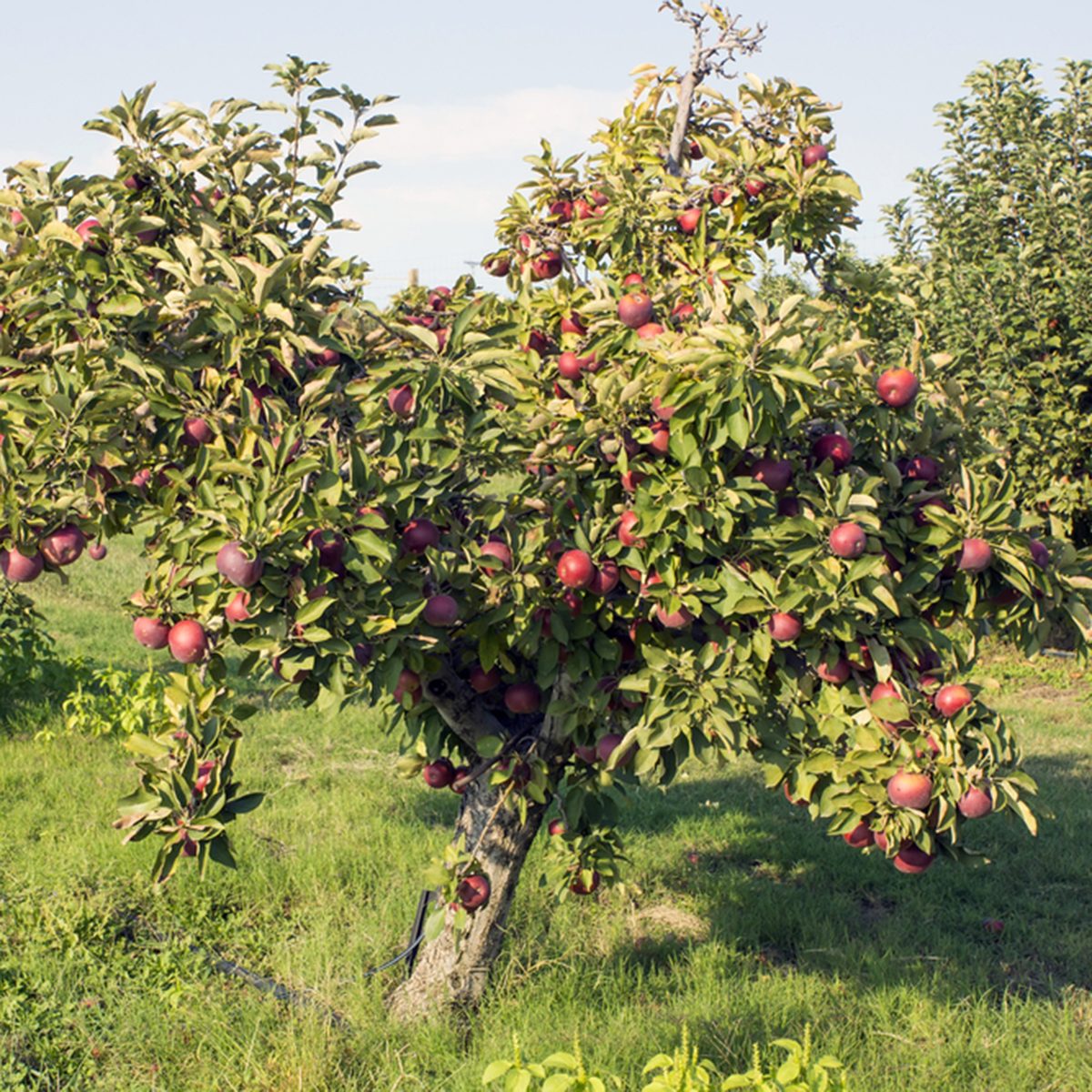 A row of trees with red apples 