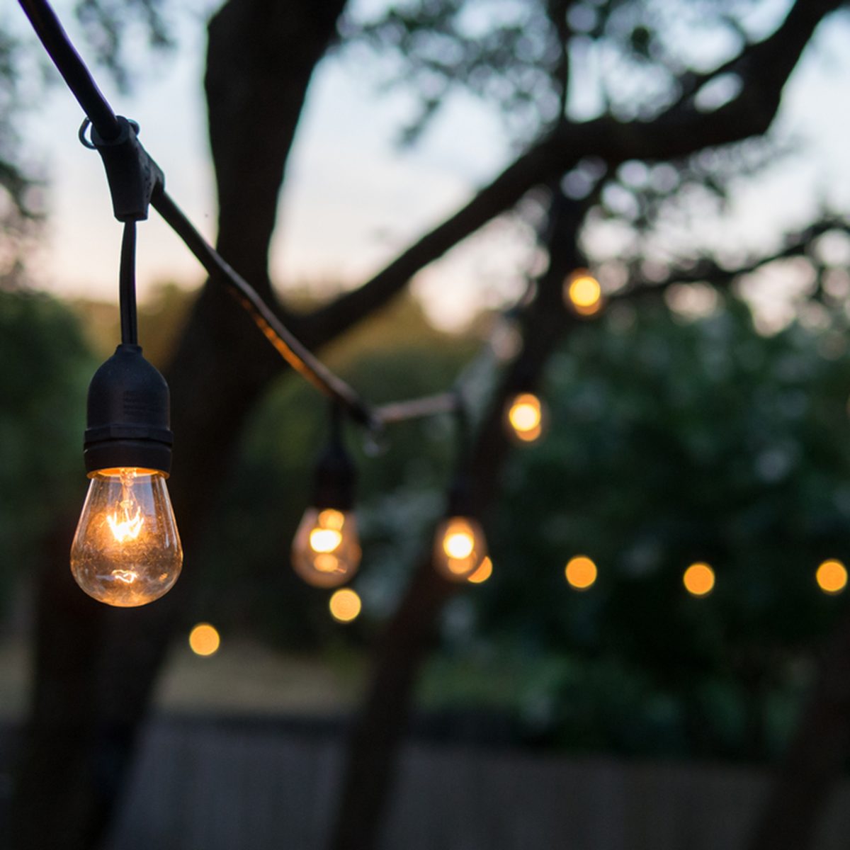 Decorative outdoor string lights hanging on tree in the garden at night time