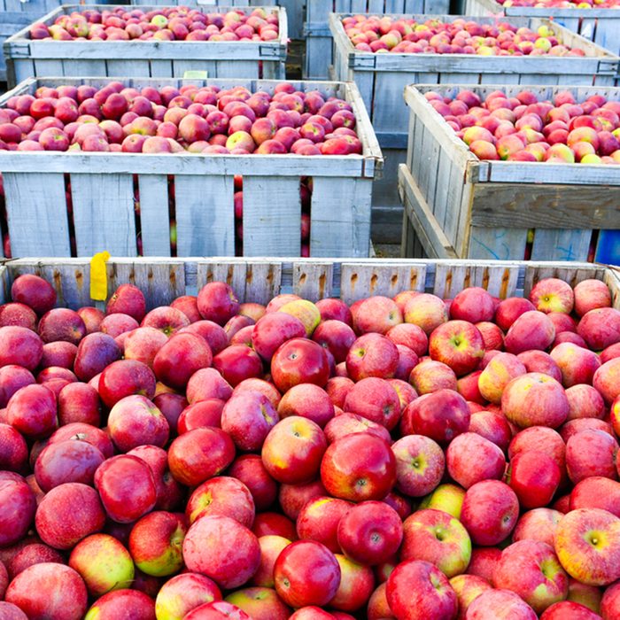 Wooden crates full of ripe apples during the annual harvesting period