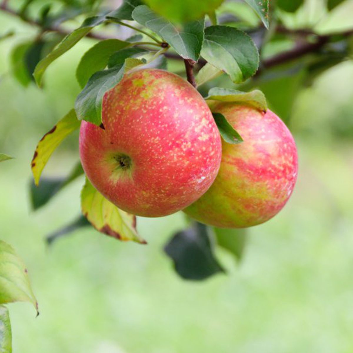Crow Mountain Orchard, Fackler