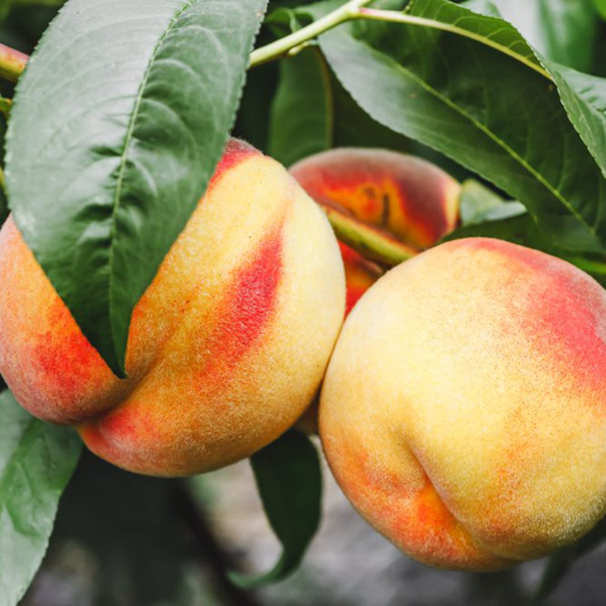 Eddie Romero’s Orchard