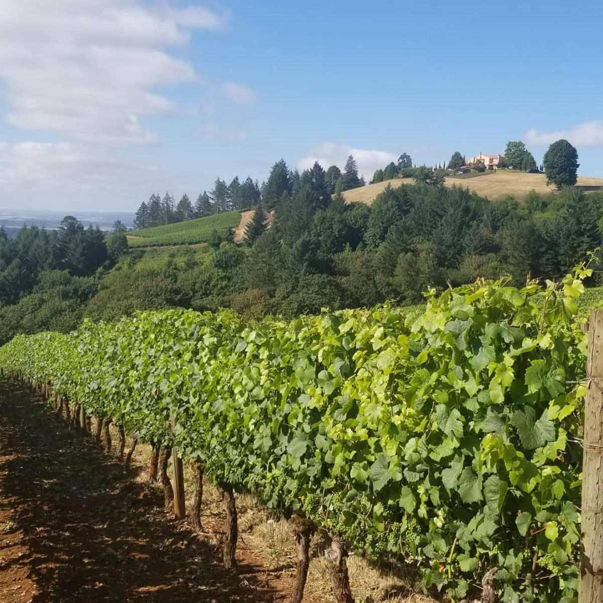 Domaine Serene Winery