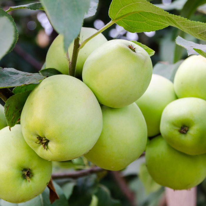 Green apples grow in the garden on a branch.