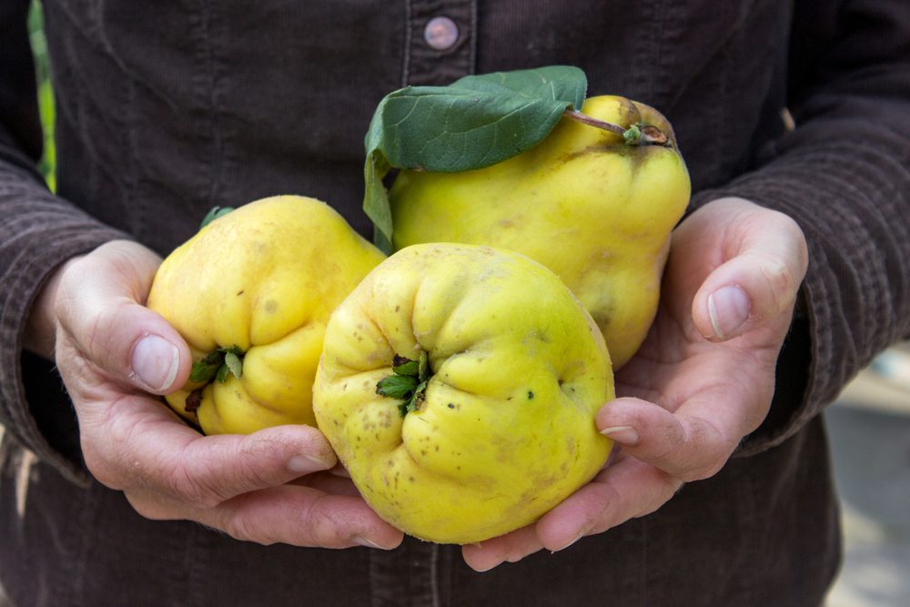 What Is Quince, and What Can I Cook With It?