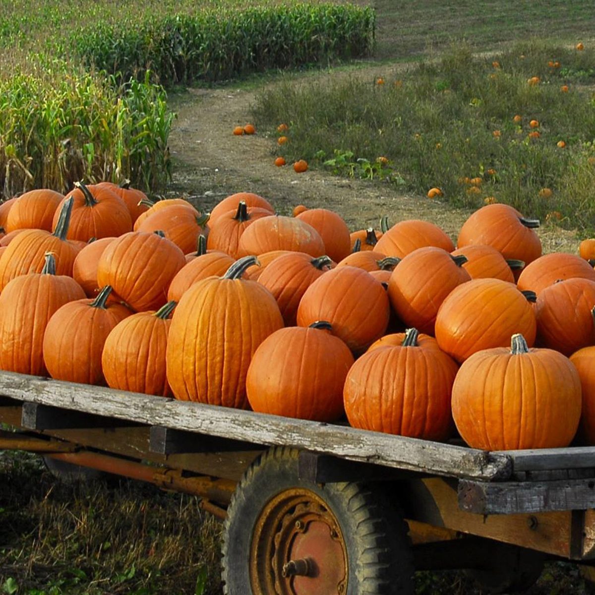 Pumpkins on a cart
