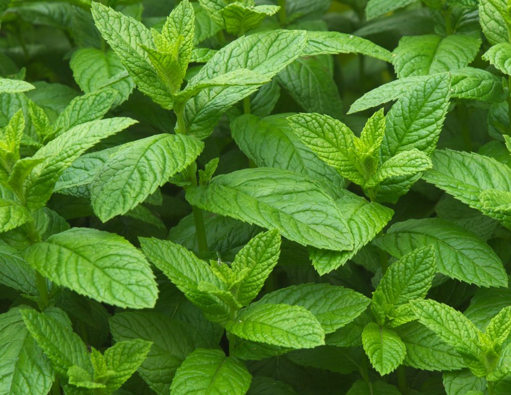 What’s the Difference Between Spearmint and Peppermint?