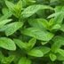 What's the Difference Between Spearmint and Peppermint?