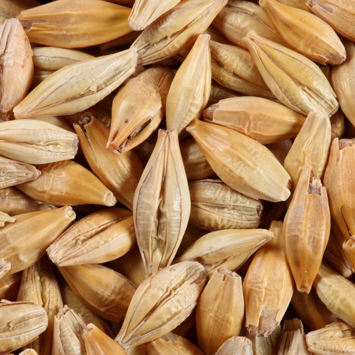 Barleycorn seeds close-up background texture