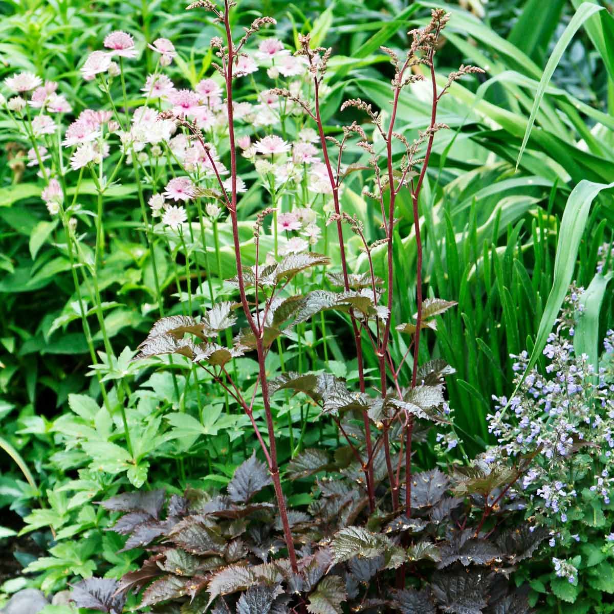 Chocolate Shogun Astilbe
