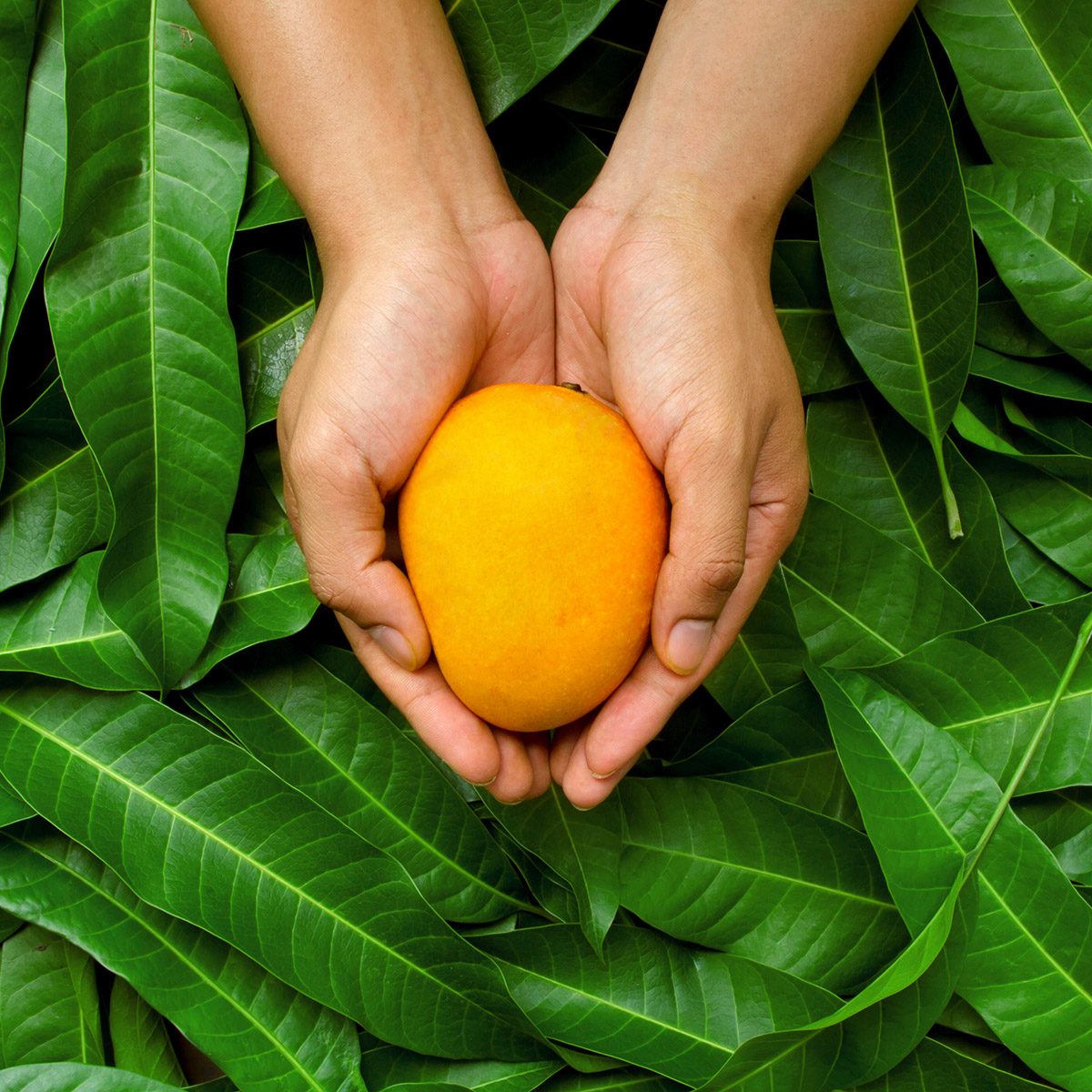 Mango fruit on cupped hand of farmer with green leaf background.