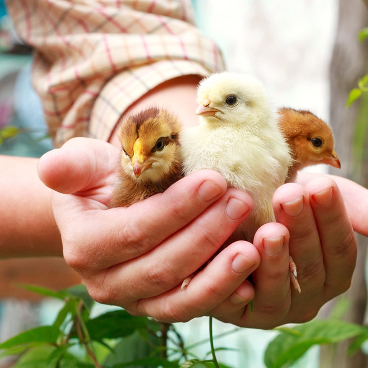 Three little cute chick