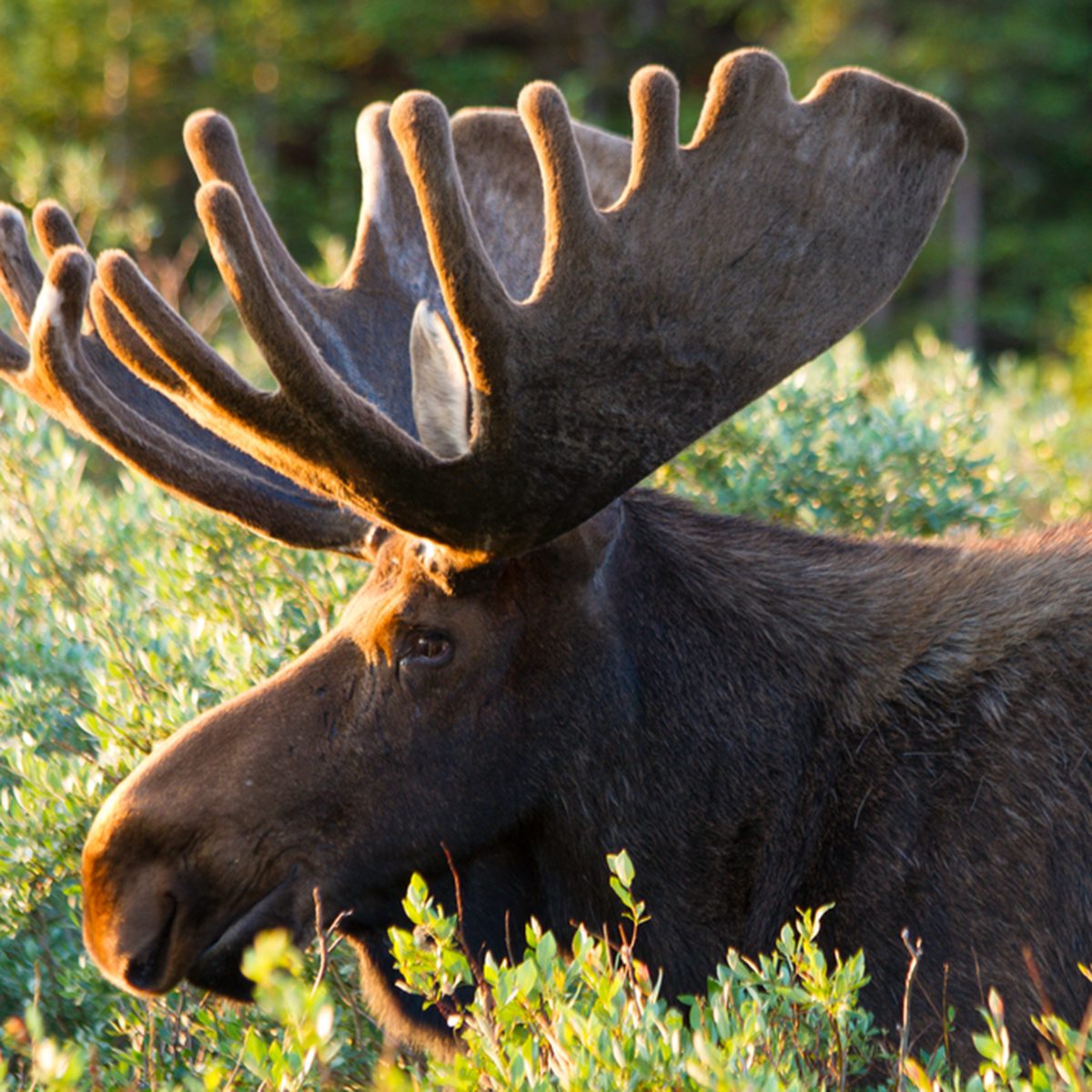 Profile of large bull moose eating willows in early morning light