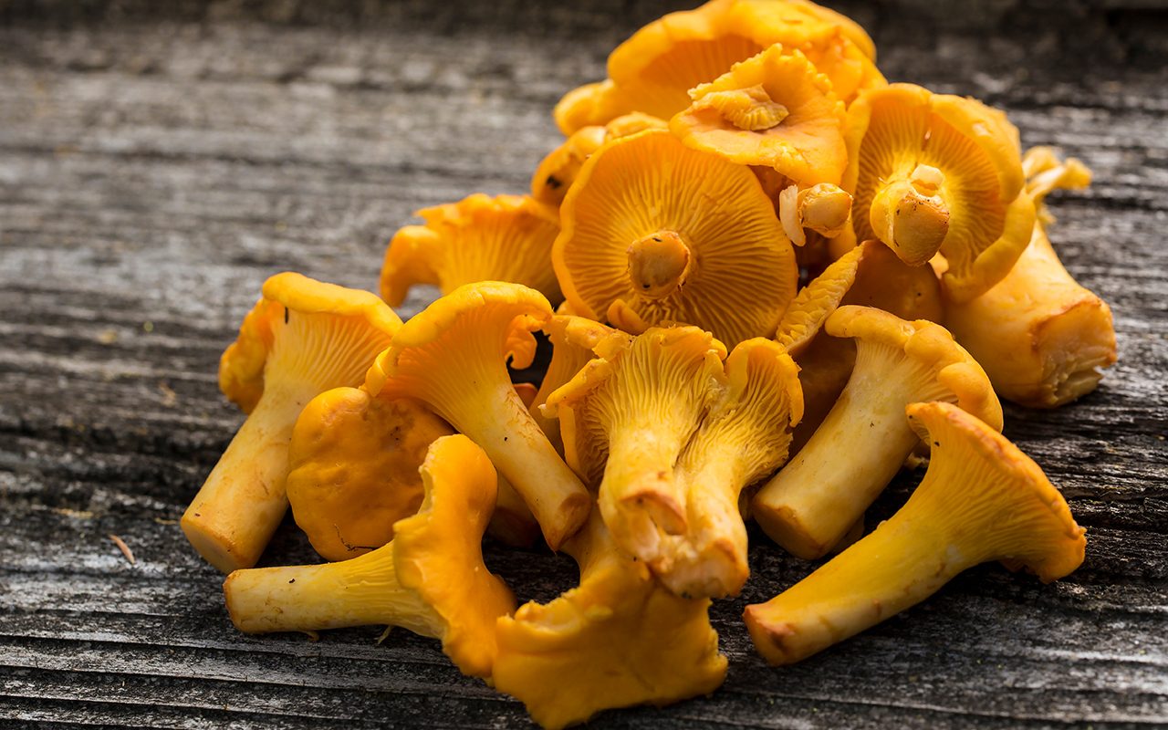 How to Store and Cook Chanterelle Mushrooms