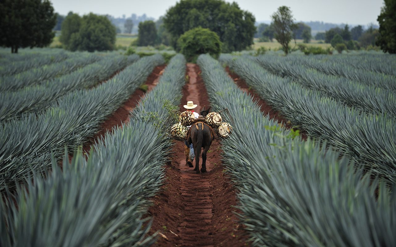What Is Tequila Made From?