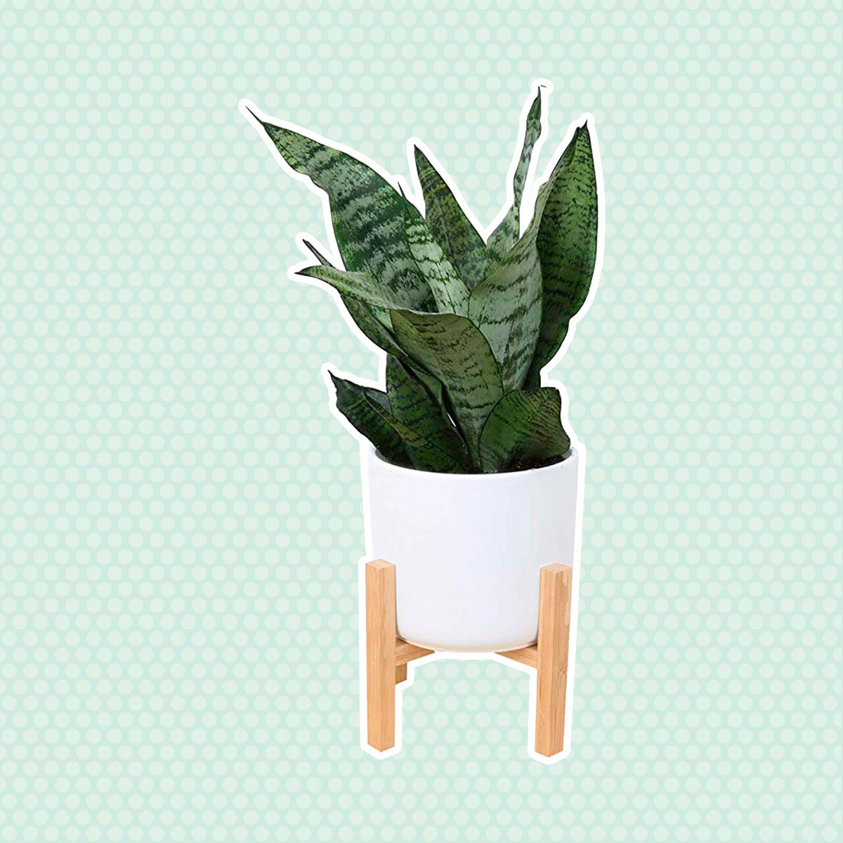 Snake plant