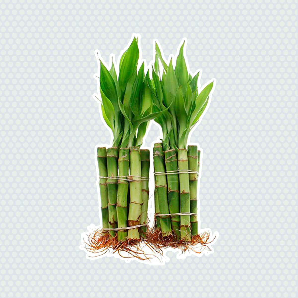 Lucky bamboo