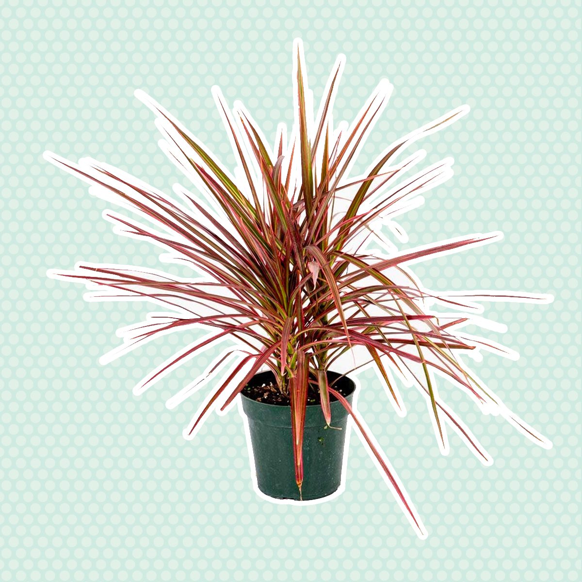 low light houseplants Dracena Marginata Colorama Madagascar