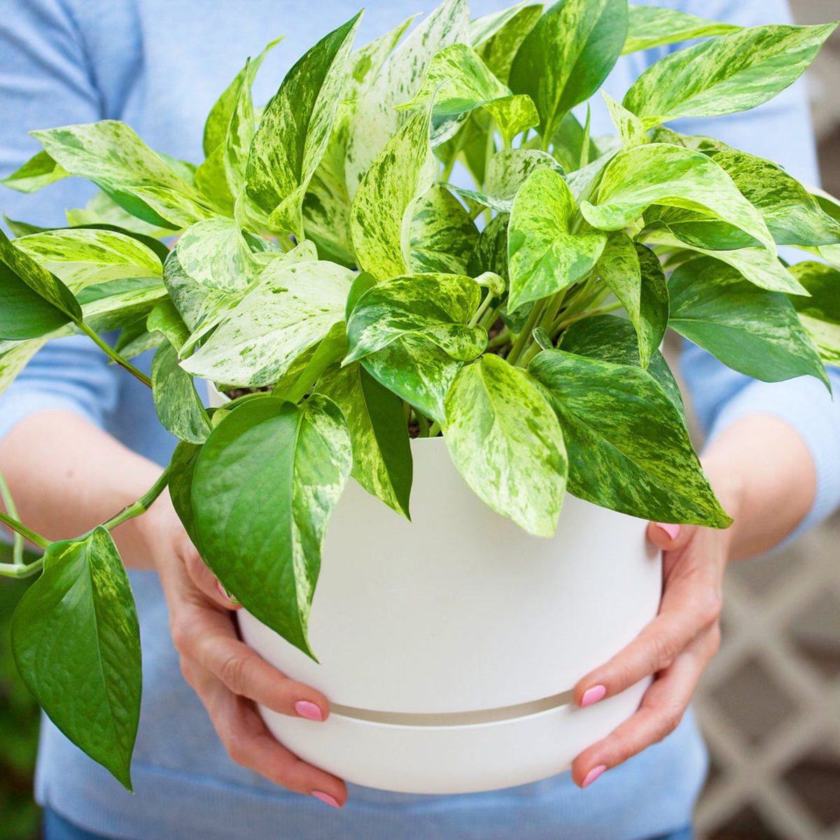 low light houseplants Golden Pothos Indooroutdoor Live Plant 6