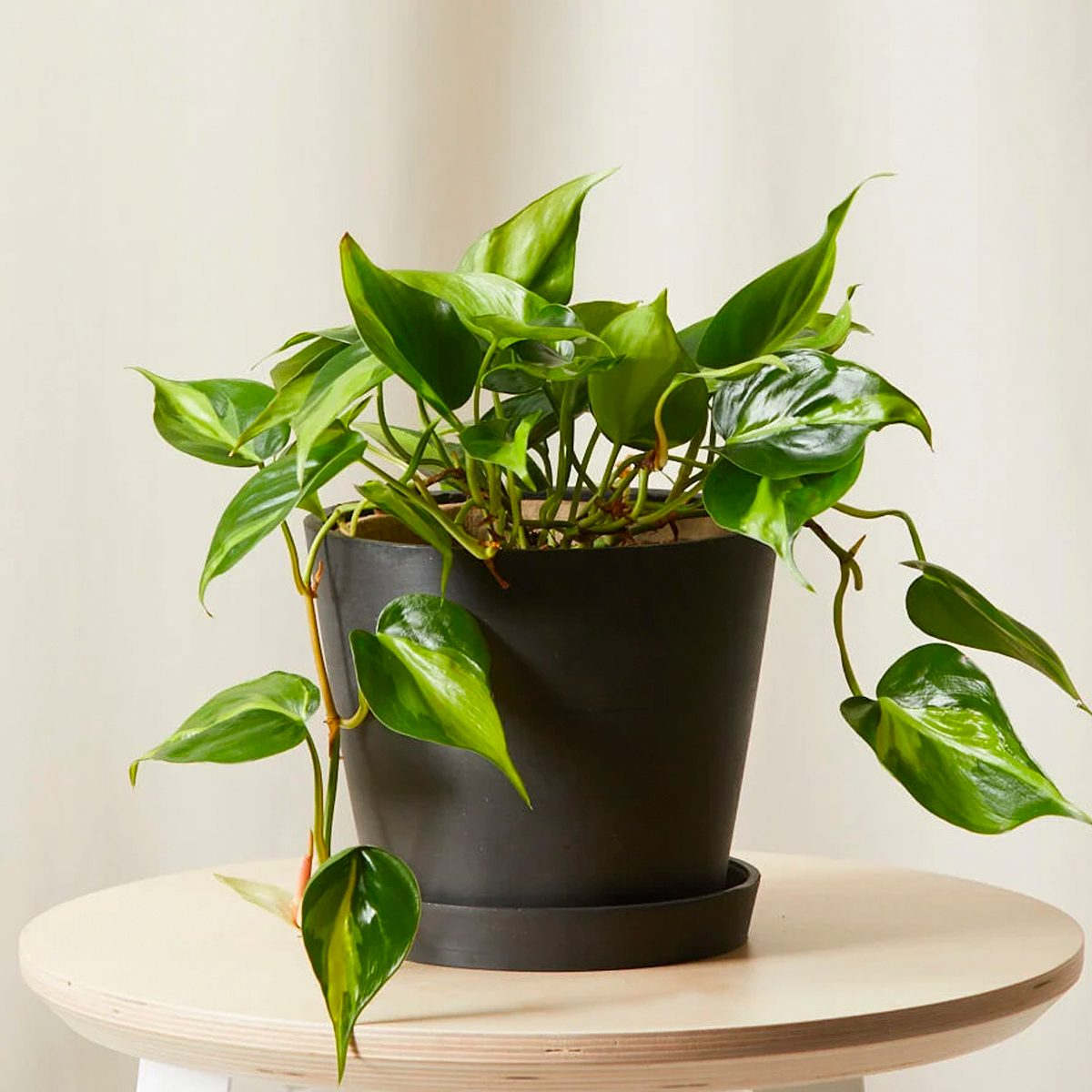 Philodendron Brasil low light houseplants