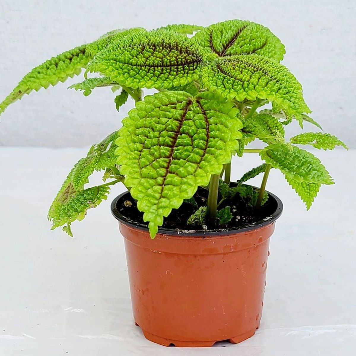 low light houseplants Pilea Involucrata Moon Valley In 4 Inch