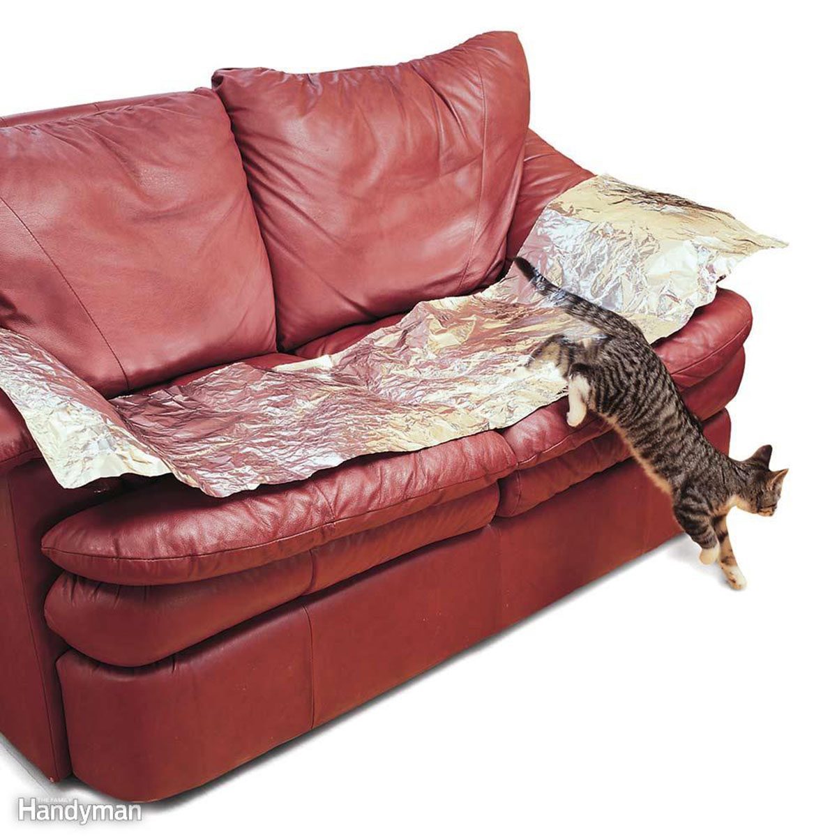 Cat leaping off a couch