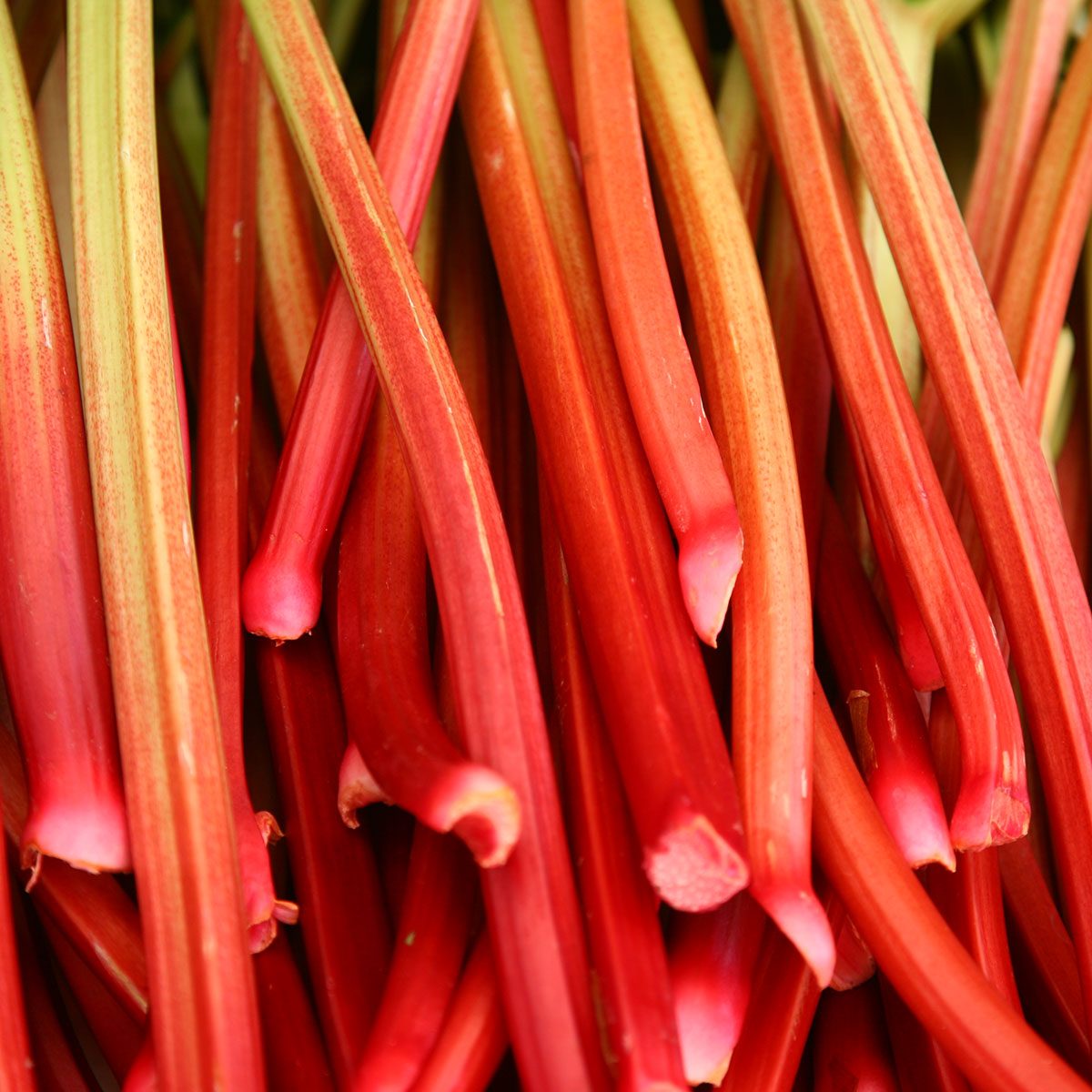 An extensive array of ripe red rhubarb stalks
