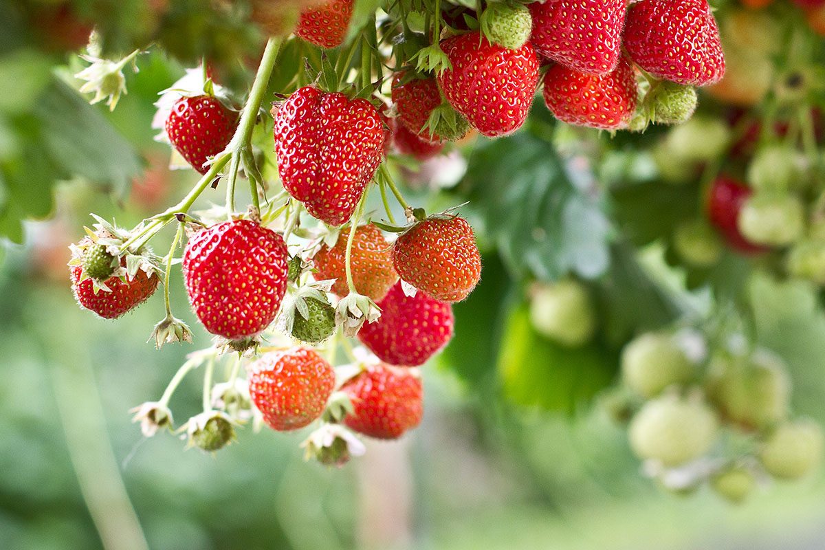 Strawberry in the farm.Strawberries; Shutterstock ID 306865835; Job (TFH, TOH, RD, BNB, CWM, CM): TOH