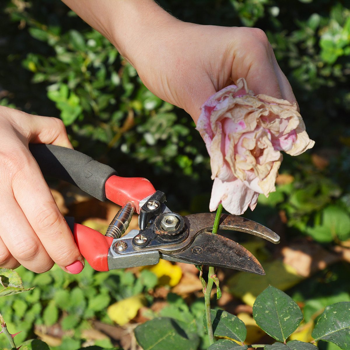 Cutting a dead flower