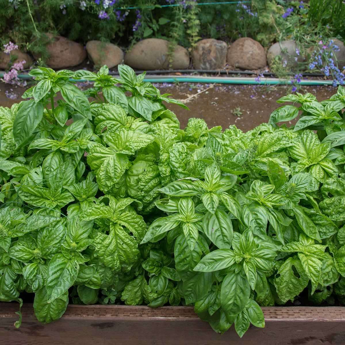 Green basil growing in raised beds in garden