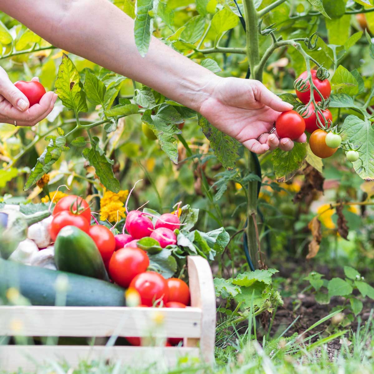 20 Vegetables You Shouldn’t Grow Together