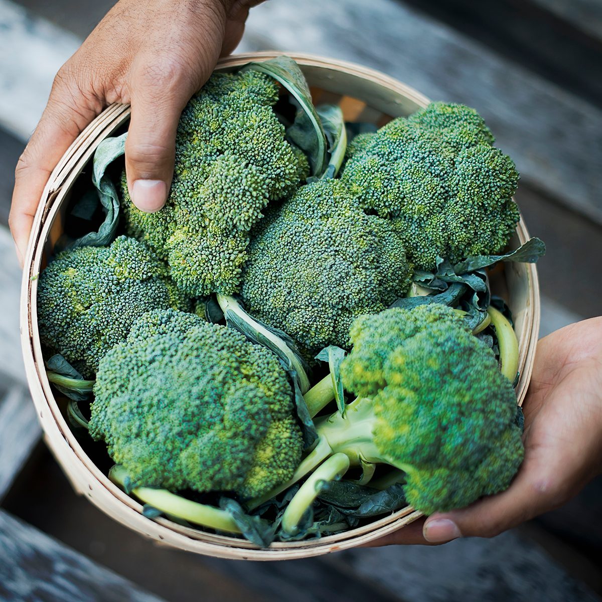 Organic Broccoli just harvested