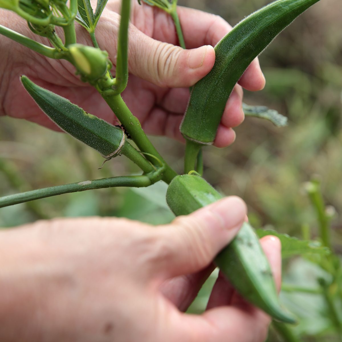 Woman showing okra before harvesting in a self-made organic vegetable garden in Fukuoka.