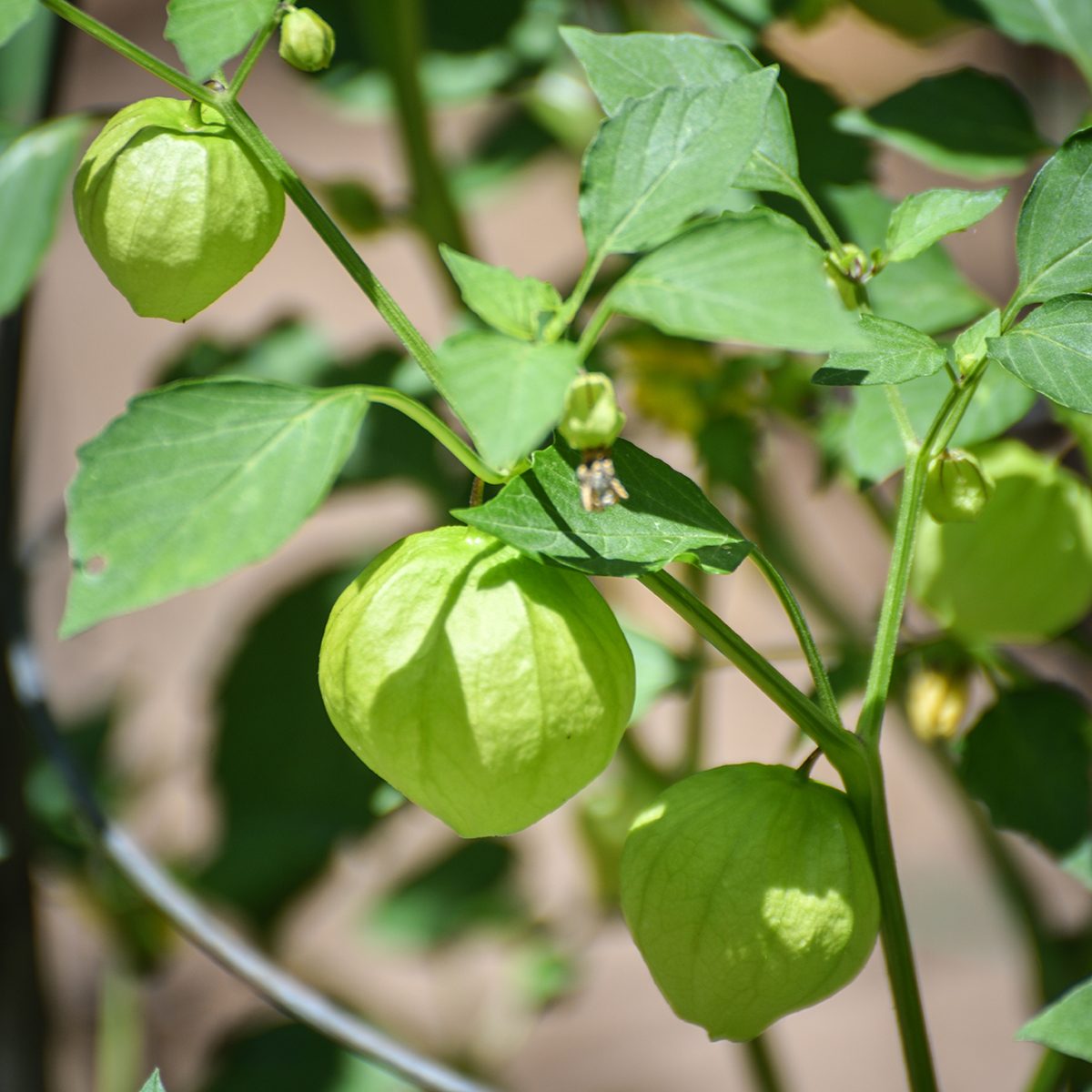 Tomatillos growing in the garden