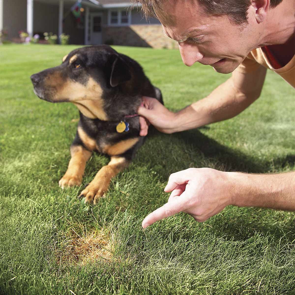 pet spots in yard