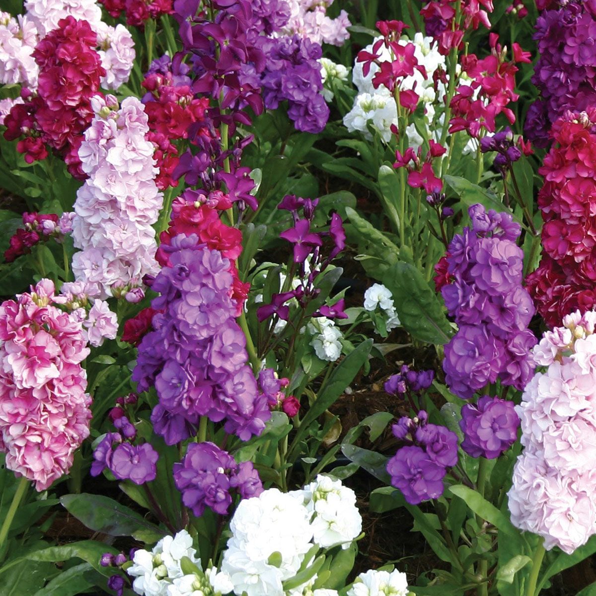 Stock Harmony Mix best smelling flowers