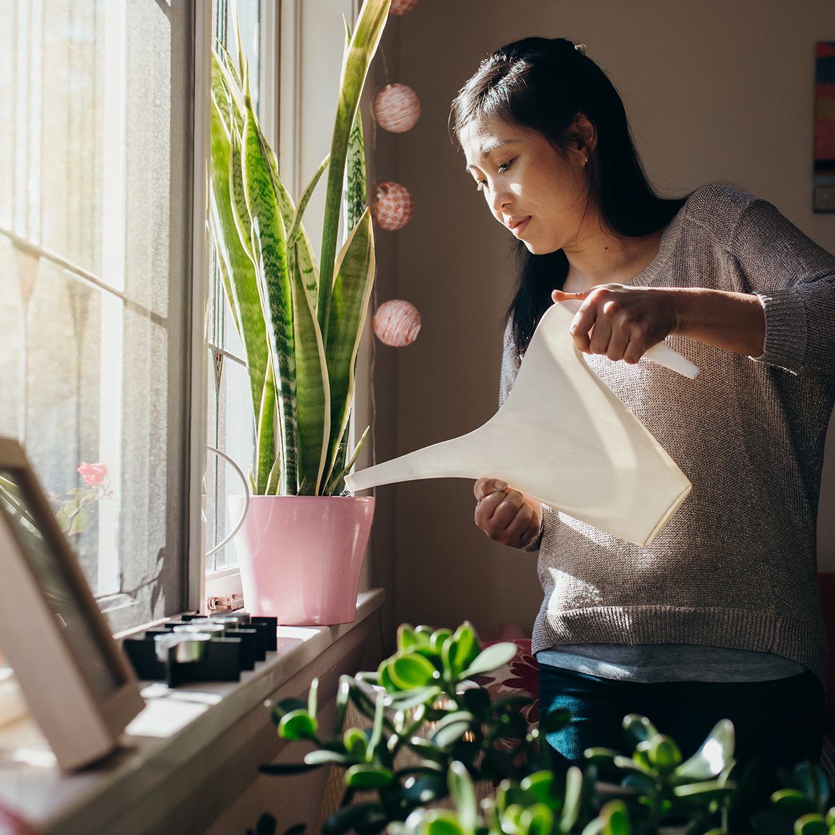 Australian Chinese woman waters the plants in her Sydney apartment