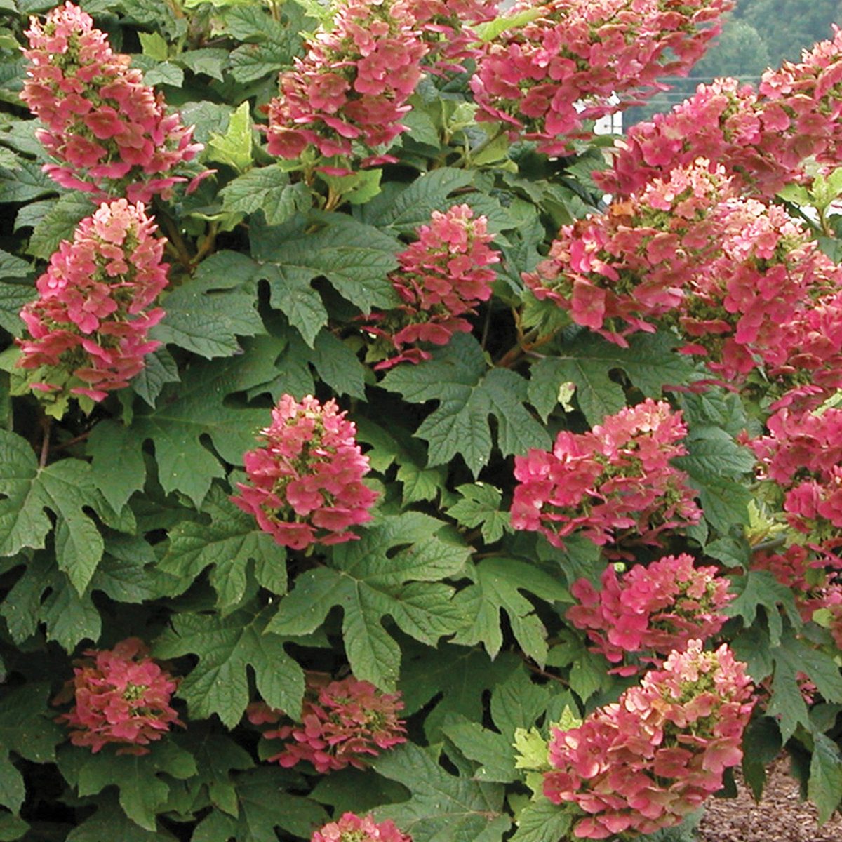 Burpee Ruby Slipper Hydrangeas