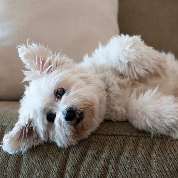 Fluffy white dog laying on lounge