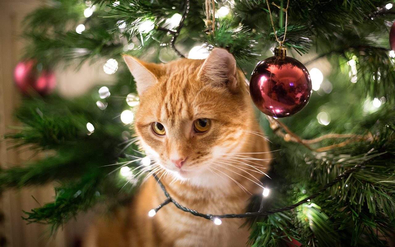 This Cat-Friendly Christmas Tree Is Pet Parent-Approved
