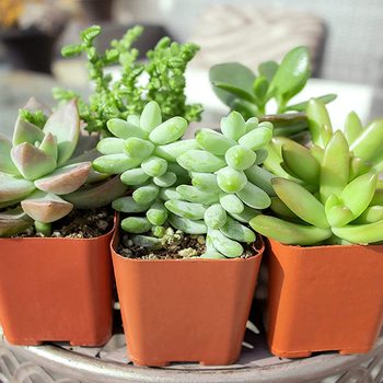 Succulent Plants (5 Pack), Fully Rooted in Planter Pots with Soil - Real Live Potted Succulents / Unique Indoor Cactus Decor by Plants for Pets