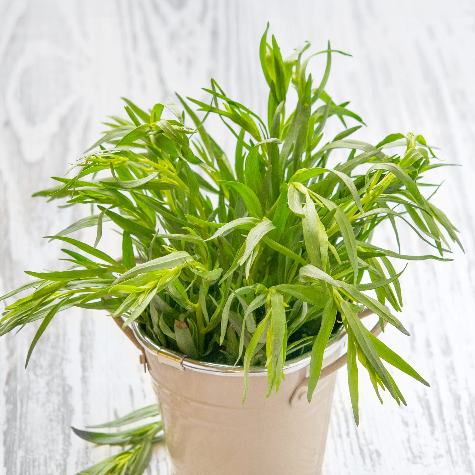 Tarragon in a pot growing inside