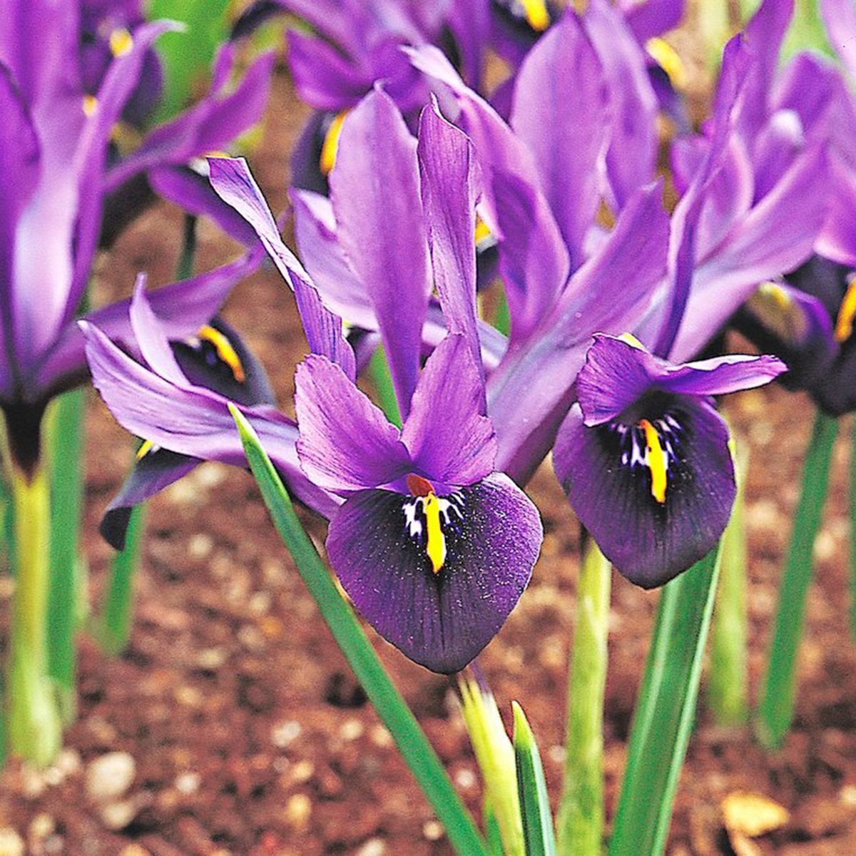 Dwarf Iris